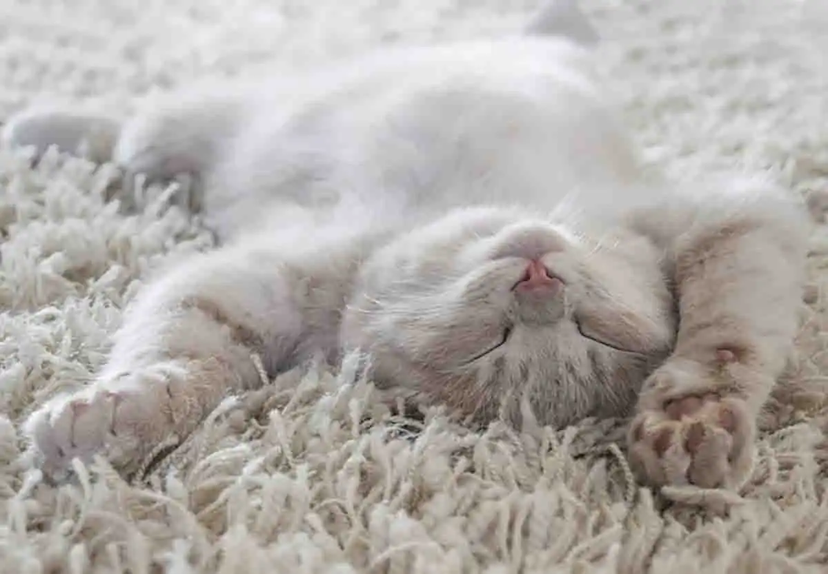Chat blanc allongé sur le dos, symbole de détente et de bien-être